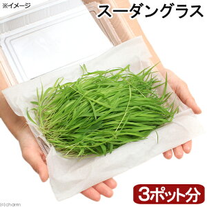 iϗtAjY@ƂꂽĐq@VNt@X[_OXi3|bgj@_@@L@@