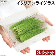 【10／1限定】当選確率2分の1！1等最大100％　（観葉植物）国産　とれたて生牧草　新鮮若葉　イタリアン…