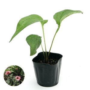 iϗtAjn[uc@GLiZA@p[vA@3i1|bgj@ƒ؉