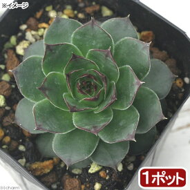 楽天市場 多肉植物 種類 植物 ハーブ 花 ガーデン Diy の通販