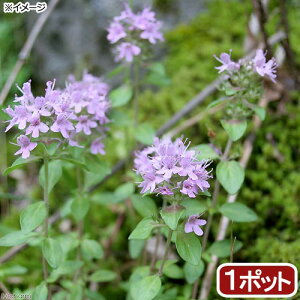 (観葉植物)ハーブ苗 タイム イブキジャコウソウ(伊吹麝香草) 3号(1ポット)