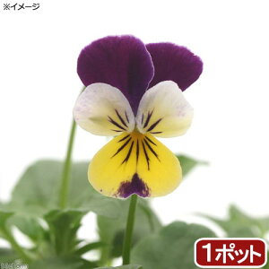 パンジー 苗の人気商品 通販 価格比較 価格 Com