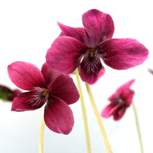 iR쑐jX~i俁jЂނij2D5`3i1|bgjixԁj