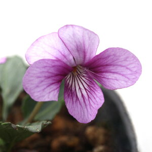 iR쑐jX~i俁j䂤i[j2D5`3i1|bgjixԁj