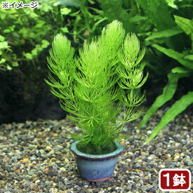 （水草）豆鉢入り　マツモ（無農薬）（1鉢）メダカ　金魚　水質浄化　産卵床