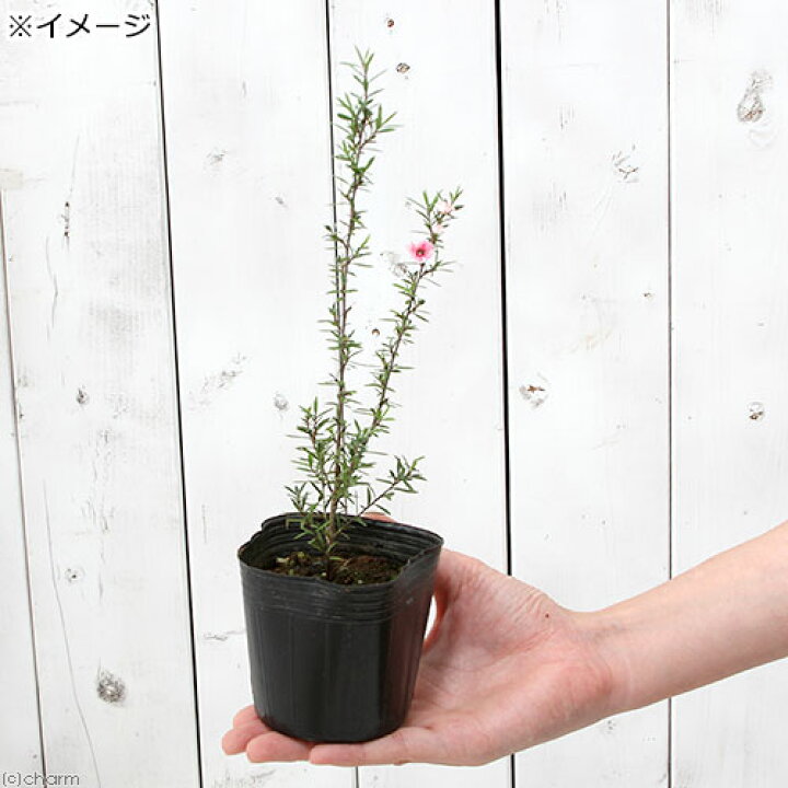 ハーブの苗 22年8月下旬予約 ティーツリー マヌカ赤系一重花