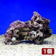（海水魚）Sグレードライブロック　Mサイズ（1個）（形状お任せ）
