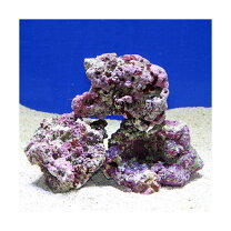 楽天市場】ライブロック 10kgの通販 