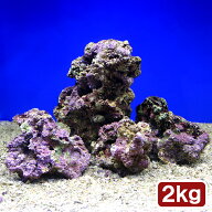 （海水魚）Sグレードライブロック　S−Mサイズミックス（2kg）（形状お任せ）