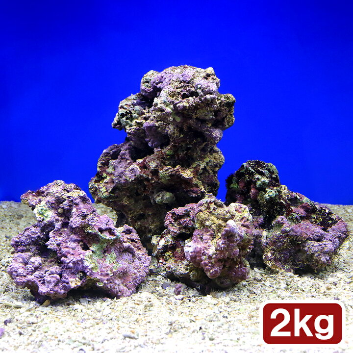 楽天市場 海水魚 sグレードライブロック s mサイズミックス 2kg 形状お任せ Charm 楽天市場店 楽天市場 海水魚 sグレードライブロック s mサイズミックス 2kg 形状お任せ Charm 楽天市場店