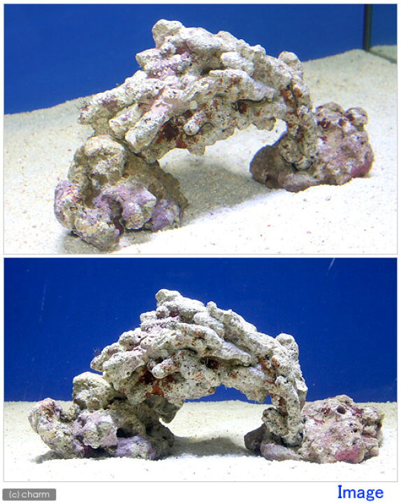 楽天市場】（海水魚）ライブロック 30cm水槽用アーチセット（形状 