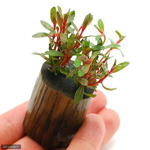 ijAOACA@bh^itjO|bgti_ji1j