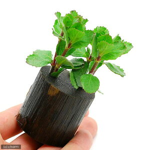 ijEH[^[EBXeAitjO|bgti_ji1j