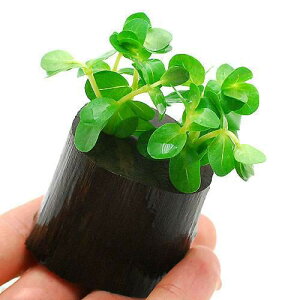 ijO[^itjO|bgti_ji1j