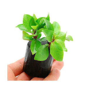 ijevvg@O[itjO|bgti_ji1j