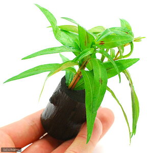 ij|SispDsNitjO|bgti_ji1j