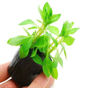 �i�����j���h�E�B�W�A�@���y���X�@�O���[���i����t�j���O�|�b�g�t�i���_��j�i1�j