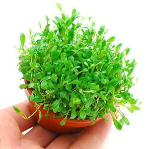 ijfĂ@Ob\XeBO}itji_ji1j