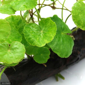 ijA}]`hOT@ؕt@STCYitji_ji1{ji15cmj