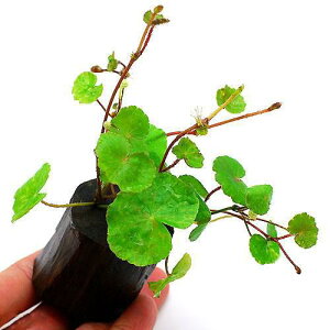 ijA}]`hOT@O|bgtitji_ji1j