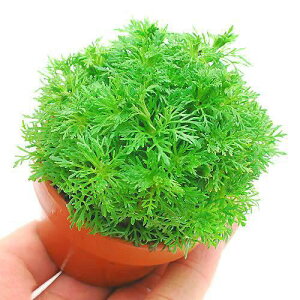 (水草)素焼き鉢 メダカ・金魚藻 アンブリア(水上葉)(無農薬)(1鉢)