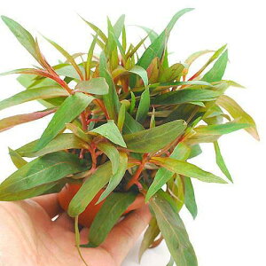 (水草)素焼き鉢 ルブラハイグロ(水上葉)(無農薬)(1鉢)