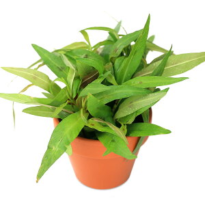 (水草)素焼き鉢 ポリゴナムsp.ピンク(水上葉)(無農薬)(1鉢)