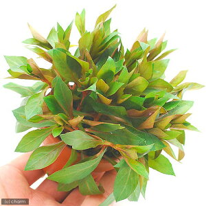 (水草)素焼き鉢 ルドウィジア レペンス ルビン(水上葉)(無農薬)(1鉢)