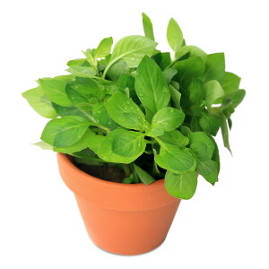 ijfĂ@hEBWA@yX@O[itji_ji1j