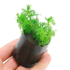 ijAuA@O|bgtitji_ji1j