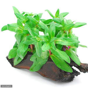 (水草)エナガアマニア 流木付 Sサイズ(水上葉)(無農薬)(1本)(約15cm)