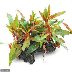 iju@nCO@ؕt@STCYitji_ji1{ji15cmj