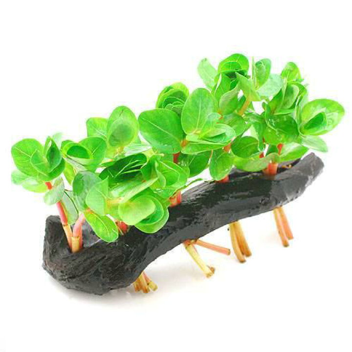 楽天市場 水草 ロタラ ロトンディフォリア 流木付 ｓサイズ 水上葉 無農薬 １本 約１５ｃｍ Charm 楽天市場店