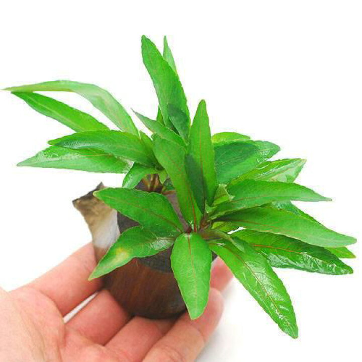 楽天市場 水草 ハイグロフィラ グラブラ インボイス 水上葉 ログポット付 無農薬 １個 Charm 楽天市場店