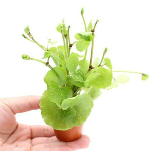 (水草)ミニ素焼き鉢 アマゾンチドメグサ(水上葉)(無農薬)(1鉢)