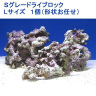 （海水魚）Sグレードライブロック　Lサイズ（1個）（形状お任せ）