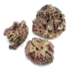 楽天市場 海水魚 水槽セットの通販 楽天市場 海水魚 水槽セットの通販