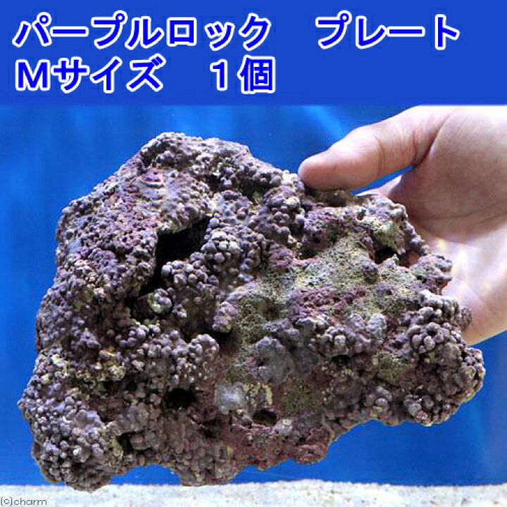 楽天市場】（海水魚）ライブロック EXSグレード パープルロック 
