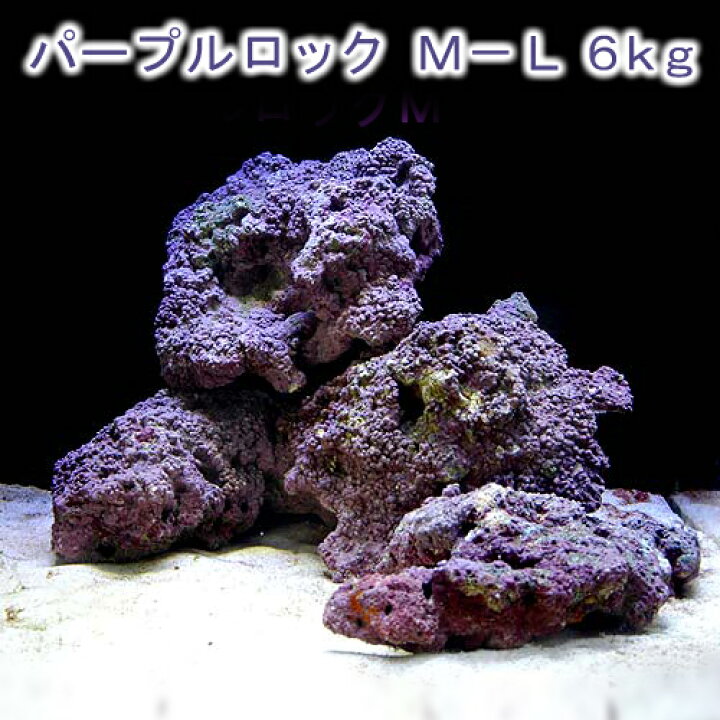 楽天市場】（海水魚）ライブロック EXSグレード パープルロック M 