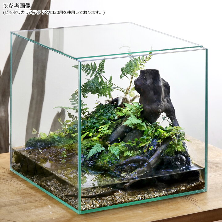 楽天市場】ガラス水槽 アクロ30キューブ 30×30×30cm 