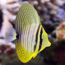 楽天市場 海水魚 ハギの通販