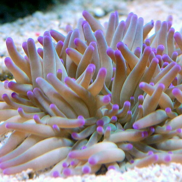 激安大特価 海水魚 シライトイソギンチャク ｌサイズ １匹 無脊椎動物 Shipsctc Org