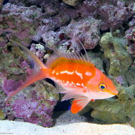 （海水魚）サクラダイ　オス（1匹）　北海道・九州航空便要保温