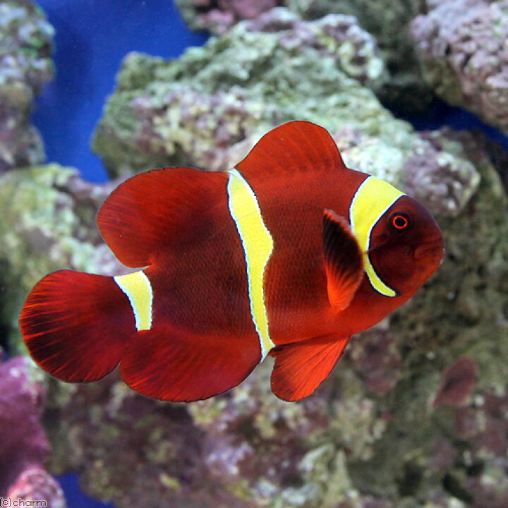 楽天市場 海水魚 スパインチークアネモネフィッシュ イエローバンド mサイズ ワイルド 1匹 Charm 楽天市場店 楽天市場 海水魚 スパインチークアネモネフィッシュ イエローバンド mサイズ ワイルド 1匹 Charm 楽天市場店