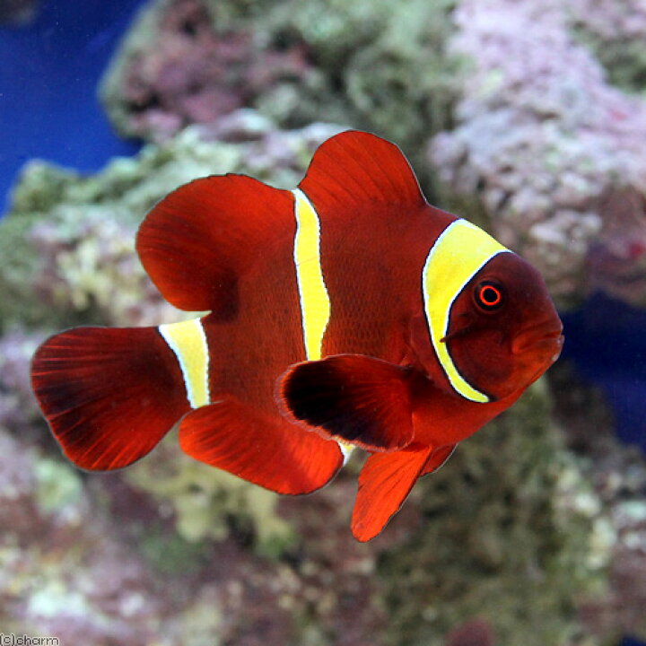 楽天市場 海水魚 スパインチークアネモネフィッシュ イエローバンド mサイズ ワイルド 1匹 Charm 楽天市場店 楽天市場 海水魚 スパインチークアネモネフィッシュ イエローバンド mサイズ ワイルド 1匹 Charm 楽天市場店