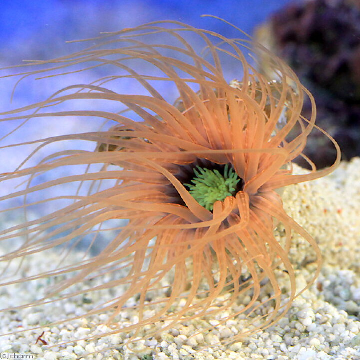 楽天市場】（海水魚）ハナギンチャクｓｐ． オレンジ系（１匹）無脊椎動物 北海道航空便要保温 : charm 楽天市場店