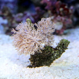 （サンゴ）沖縄産　ウミアザミ　ホワイト　Sサイズ（1個）　北海道・九州航空便要保温