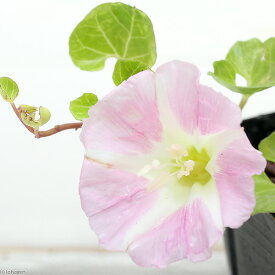 楽天市場 昼顔 花の通販