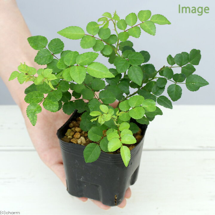 最大43%OFFクーポン 山野草 ヤマハッカ 山薄荷 3号 1ポット innovagro.pe 最大43%OFFクーポン 山野草 ヤマハッカ 山薄荷 3号 1ポット innovagro.pe