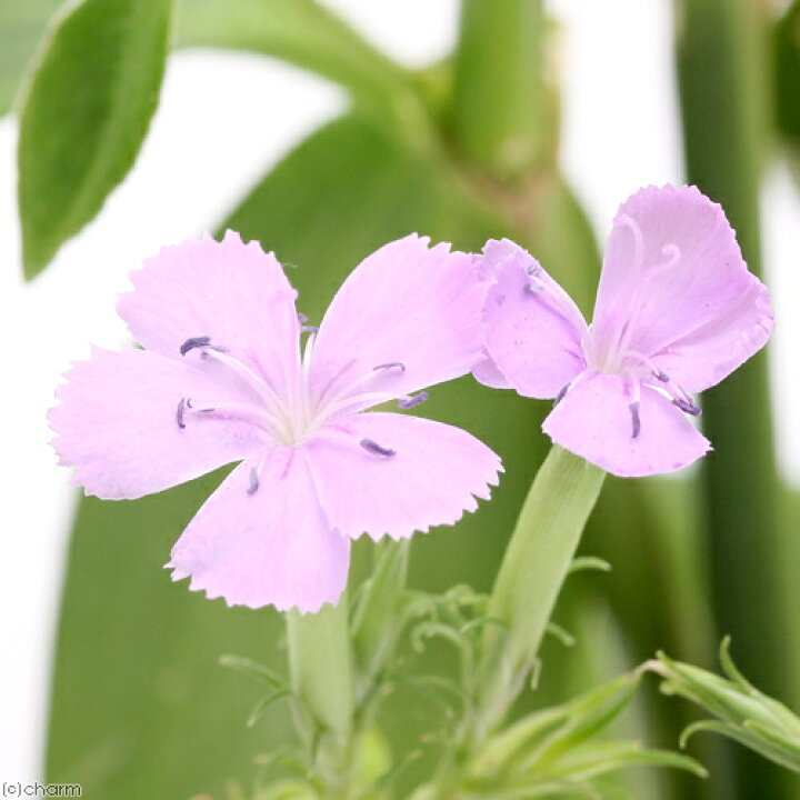 楽天市場 山野草 ハマナデシコ 浜撫子 3号 3ポット Charm 楽天市場店 楽天市場 山野草 ハマナデシコ 浜撫子 3号 3ポット Charm 楽天市場店
